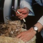 Wo gehobelt wird, ...